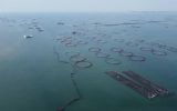 廣西計劃新增深遠海養(yǎng)殖水體300萬立方米 加快建設海洋牧場步伐
