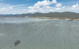 福建東山：信用“串聯(lián)”金融活水涌動(dòng)海洋產(chǎn)業(yè)